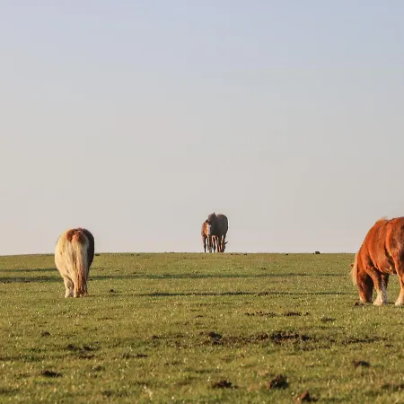 The 펜션 서스크